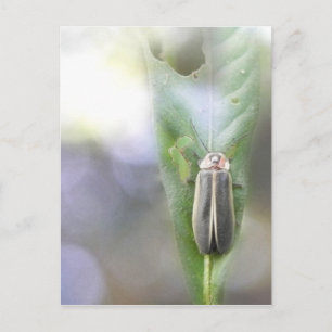 Firefly - Photuris Pyralis Postcard