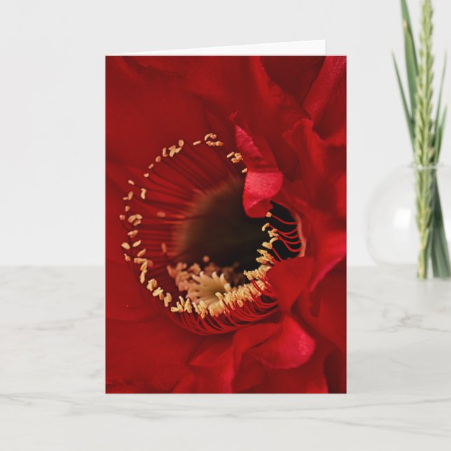 Firelight Cactus flower Holiday Card (Front)