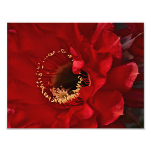 Firelight Cactus flower Photo Print