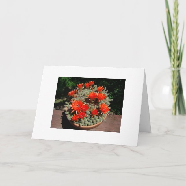 Firery Cactus Blooms Card (Front)