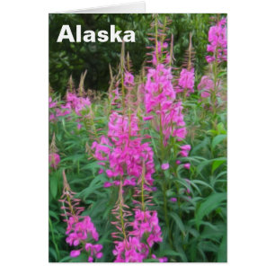 Fireweed