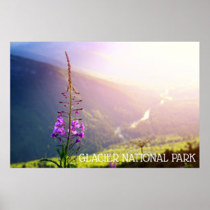 Fireweed at Glacier National Park Poster