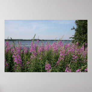 Fireweed Beach Poster