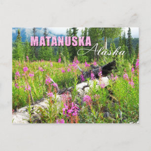 Fireweed flowers in Matanuska Valley, Alaska Postcard