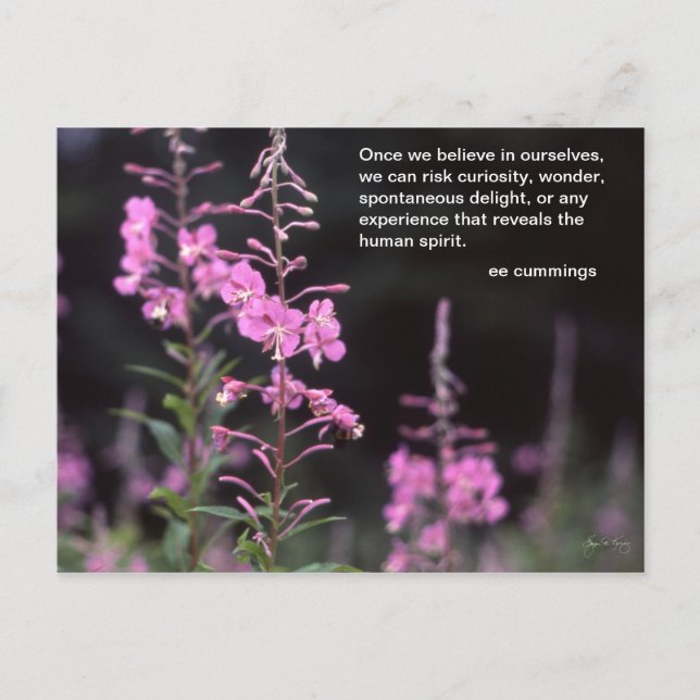 Fireweed Plants - ee cummings quote Postcard (Front)