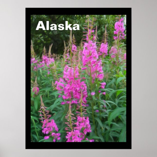 Fireweed Poster (Front)