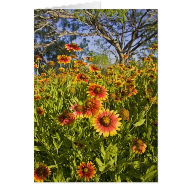 Firewheels Gaillardia pulchella) wildflowers (Front)