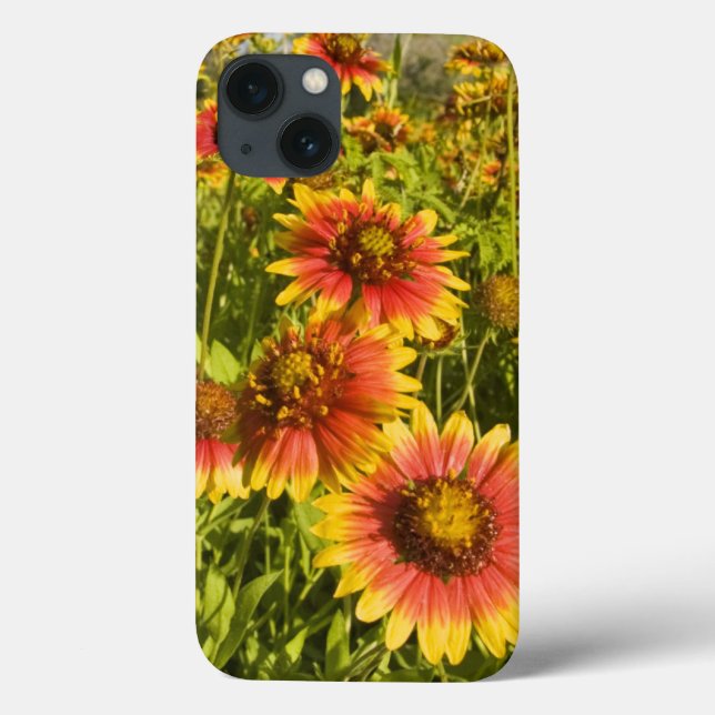 Firewheels Gaillardia pulchella) wildflowers Case-Mate iPhone Case (Back)