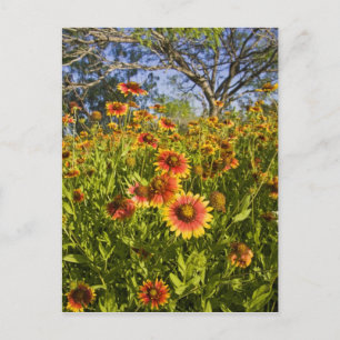 Firewheels Gaillardia pulchella) wildflowers Postcard