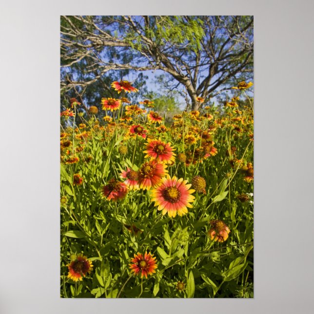 Firewheels Gaillardia pulchella) wildflowers Poster (Front)
