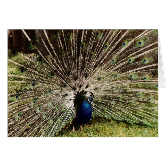 Fireworks (Front Horizontal)