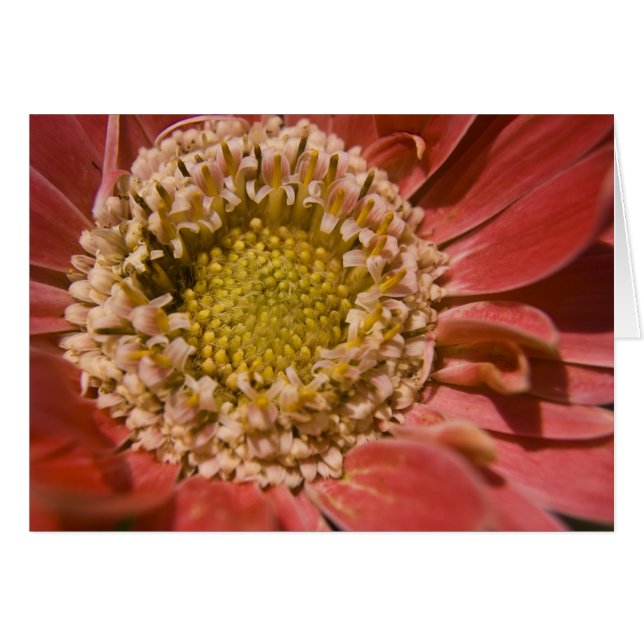 First Blush Card (Front Horizontal)