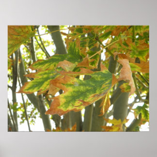 First Hint Of Fall Poster
