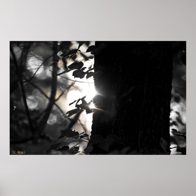 First Light Bokeh In The Forest Poster (Front)
