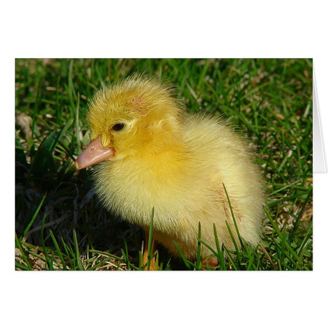 First Scovie of the Season (Front Horizontal)