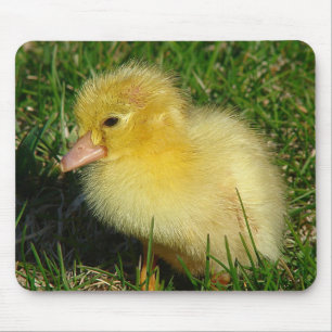 First Scovie of the Season Mouse Mat