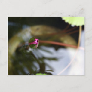First Sight/Budding Lotus Postcard