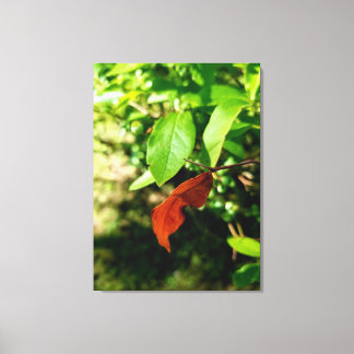 First Signs of Fall Canvas Print