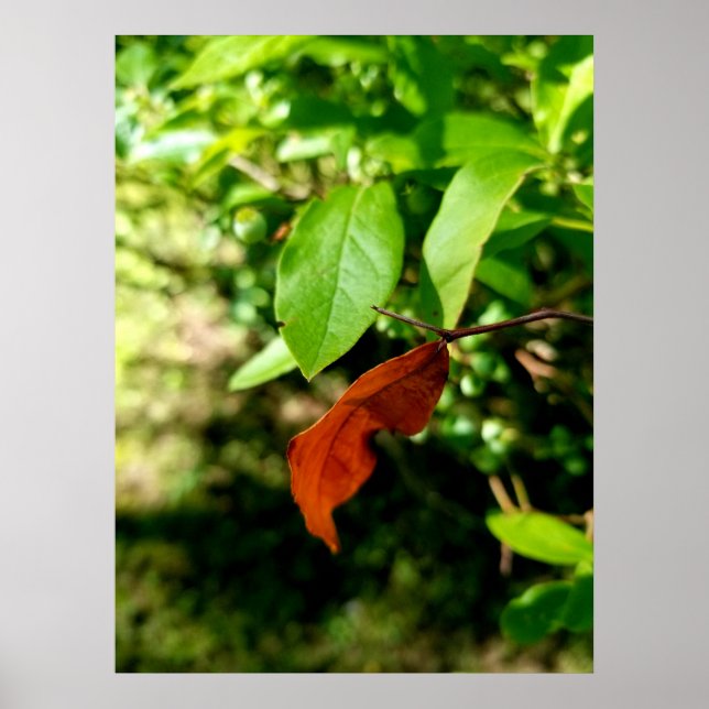 First Signs of Fall Poster Print (Front)