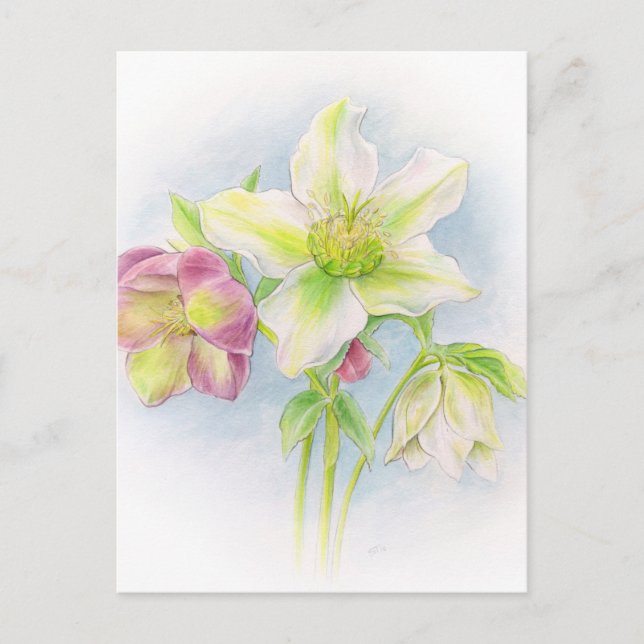 First signs of spring hellebores watercolor postcard (Front)