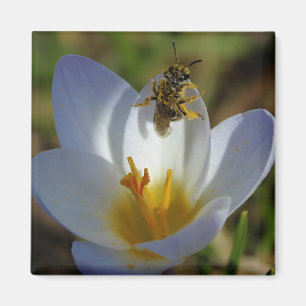 First Signs of Spring Magnet