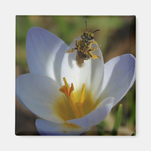 First Signs of Spring Magnet (Front)