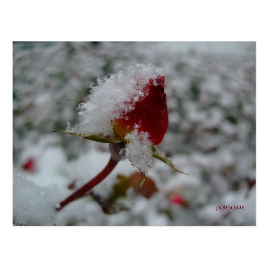 first snow postcard