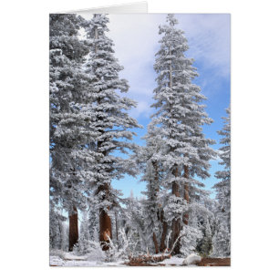 First Snowfall