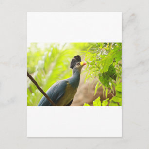Fischer's Turaco Postcard