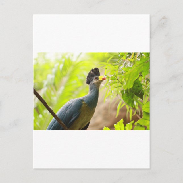 Fischer's Turaco Postcard (Front)