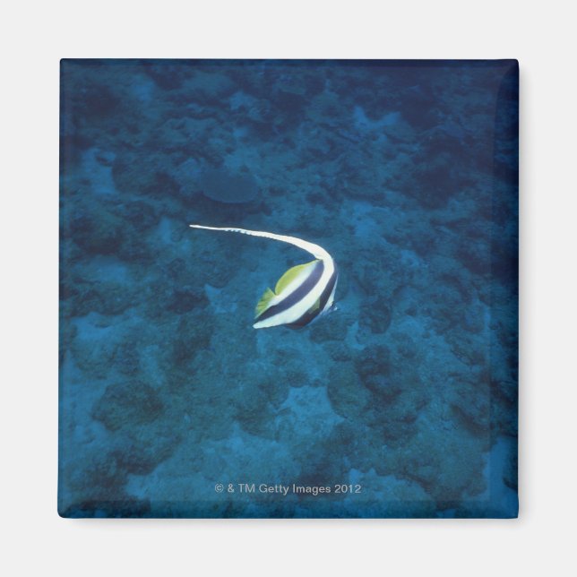 Fish 2 magnet (Front)