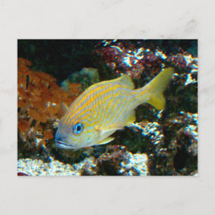 fish 2 Postcard