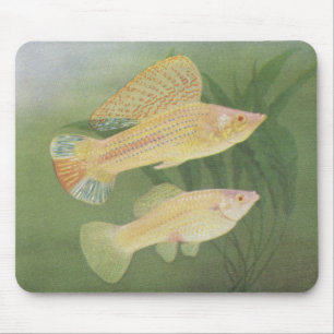 Fish - Albino Mollies - Poecilia latipinna Mouse Mat