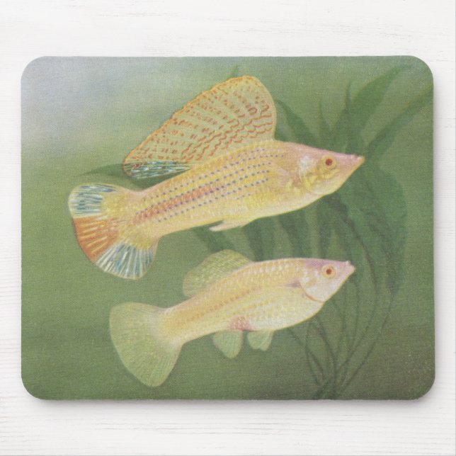 Fish - Albino Mollies - Poecilia latipinna Mouse Mat (Front)