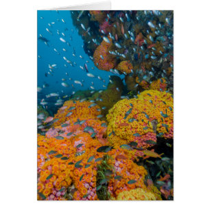 Fish Among Coral Reef