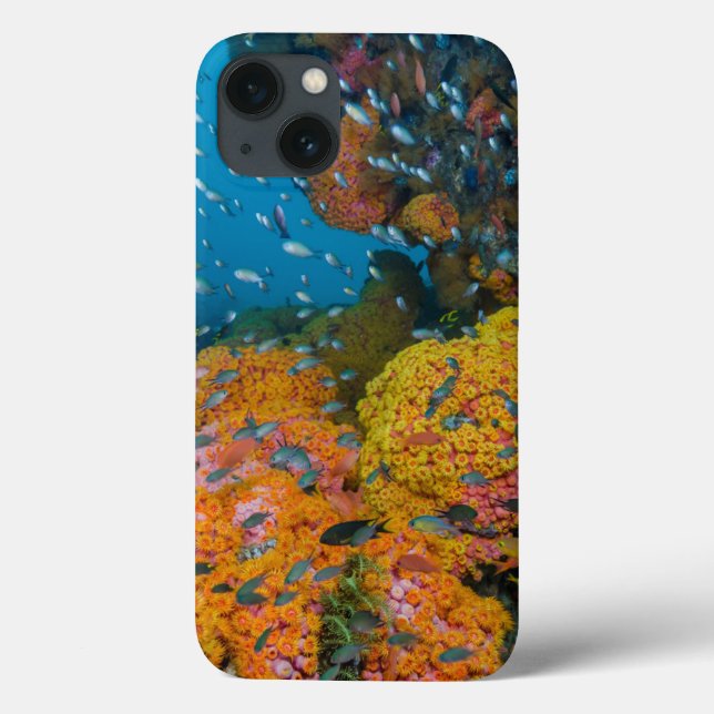 Fish Among Coral Reef Case-Mate iPhone Case (Back)
