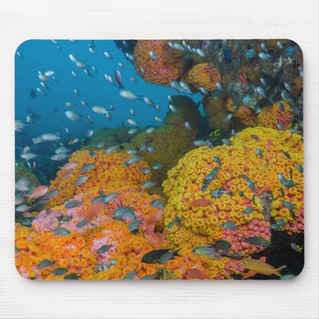 Fish Among Coral Reef Mouse Mat (Front)