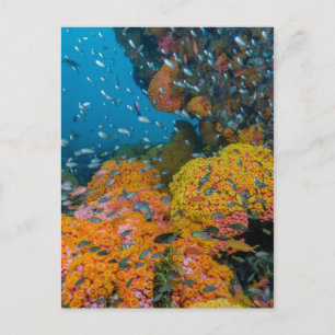 Fish Among Coral Reef Postcard