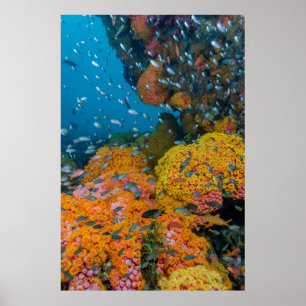 Fish Among Coral Reef Poster