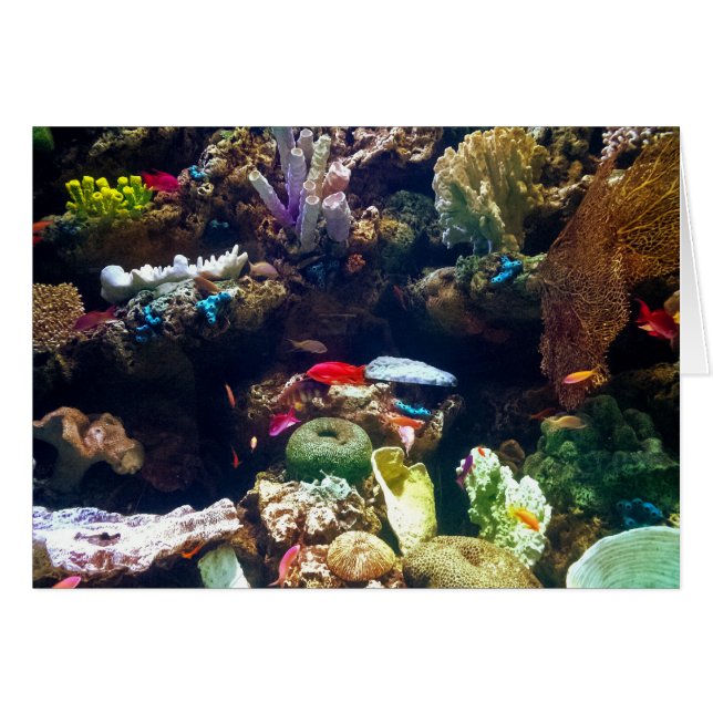 Fish and Coral (Front Horizontal)