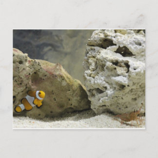 Fish and Prawn postcard