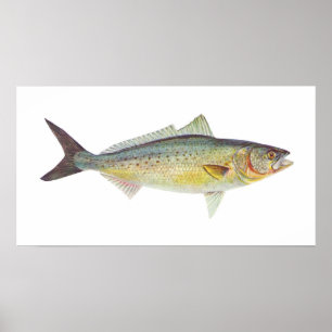 Fish - Australian Salmon - Arripis trutta Poster