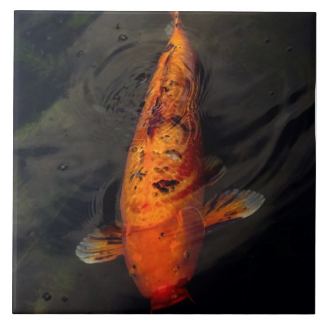 Fish - Big fish little pond Tile (Front)