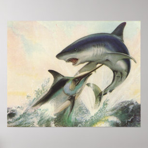 Fish - Black Marlin & Mako Shark Poster