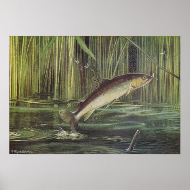Fish - Brown Trout - Salmo trutta Poster (Front)