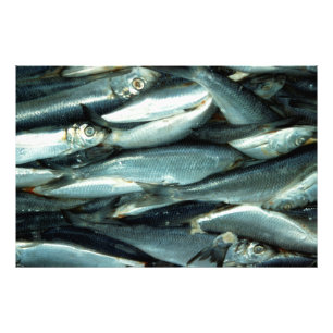 Fish Canvas Photo Print