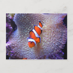 fish,clown fish postcard