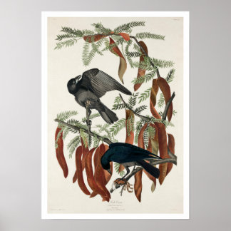 Fish Crow by Audubon Poster