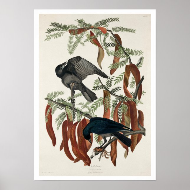 Fish Crow by Audubon Poster (Front)