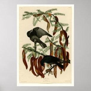 Fish Crow Poster